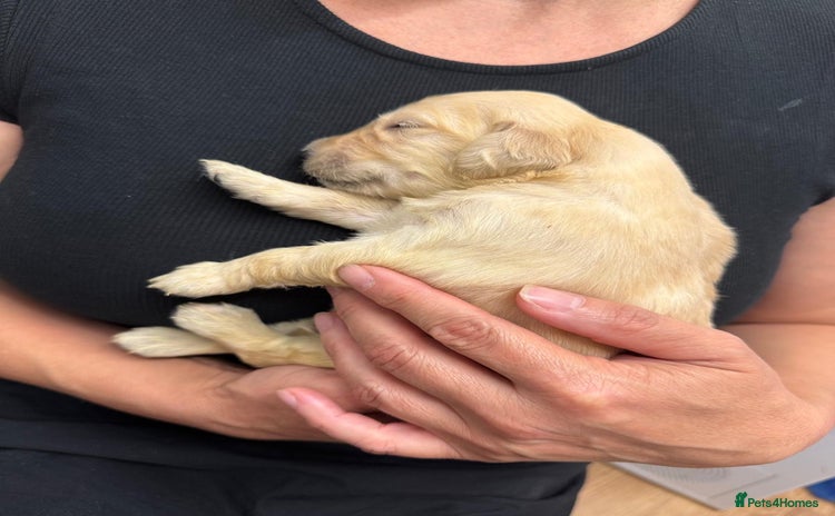 Golden Retriever dogs - Advert 3