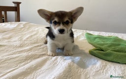 Welsh Corgi Pembroke dogs for sale: Welsh Pembroke Corgi Ready to leave 2 girls 1 boys - Advert 9