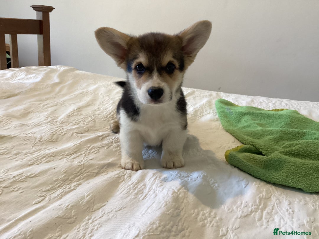 Welsh Corgi Pembroke dogs for sale: Welsh Pembroke Corgi Ready to leave 2 girls 1 boys - Advert 9