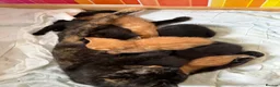 Mixed Breed cats for sale: 5 kittens left  - Advert 9