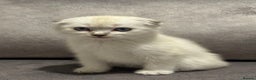 Scottish Fold cats for sale: Beautiful Scottish Fold/British Shorthair Kittens - Advert 1