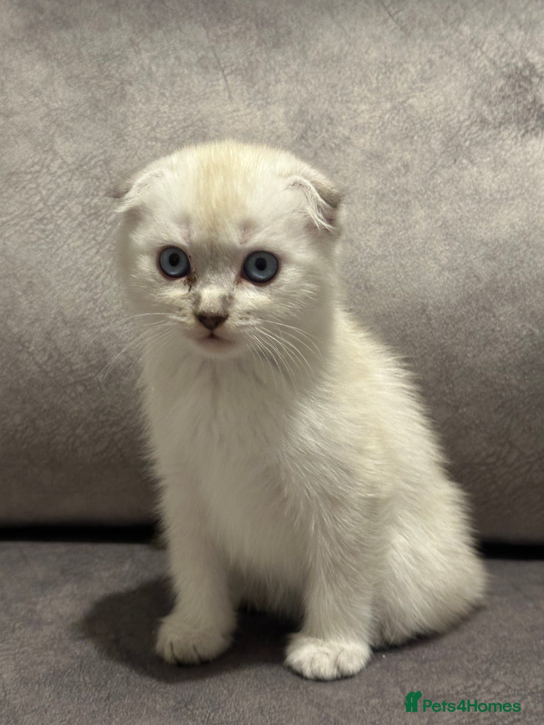Scottish Fold cats for sale: Beautiful Scottish Fold/British Shorthair Kittens - Advert 1