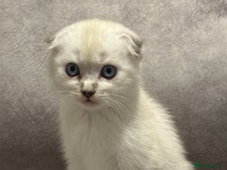 Scottish Fold cats Beautiful Scottish Fold/British Shorthair Kittens - Advert 10