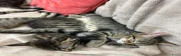 European cats for sale: Beautiful kittens 🐱 available now - Advert 8