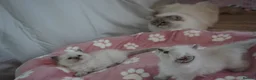 Ragdoll cats for sale: Pawtrait Perfect Ragdoll kittens in Hemel Hempstead - Advert 22