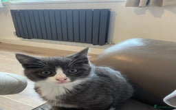 British Shorthair cats for sale: British short hair x tabby kittens  - Image 3