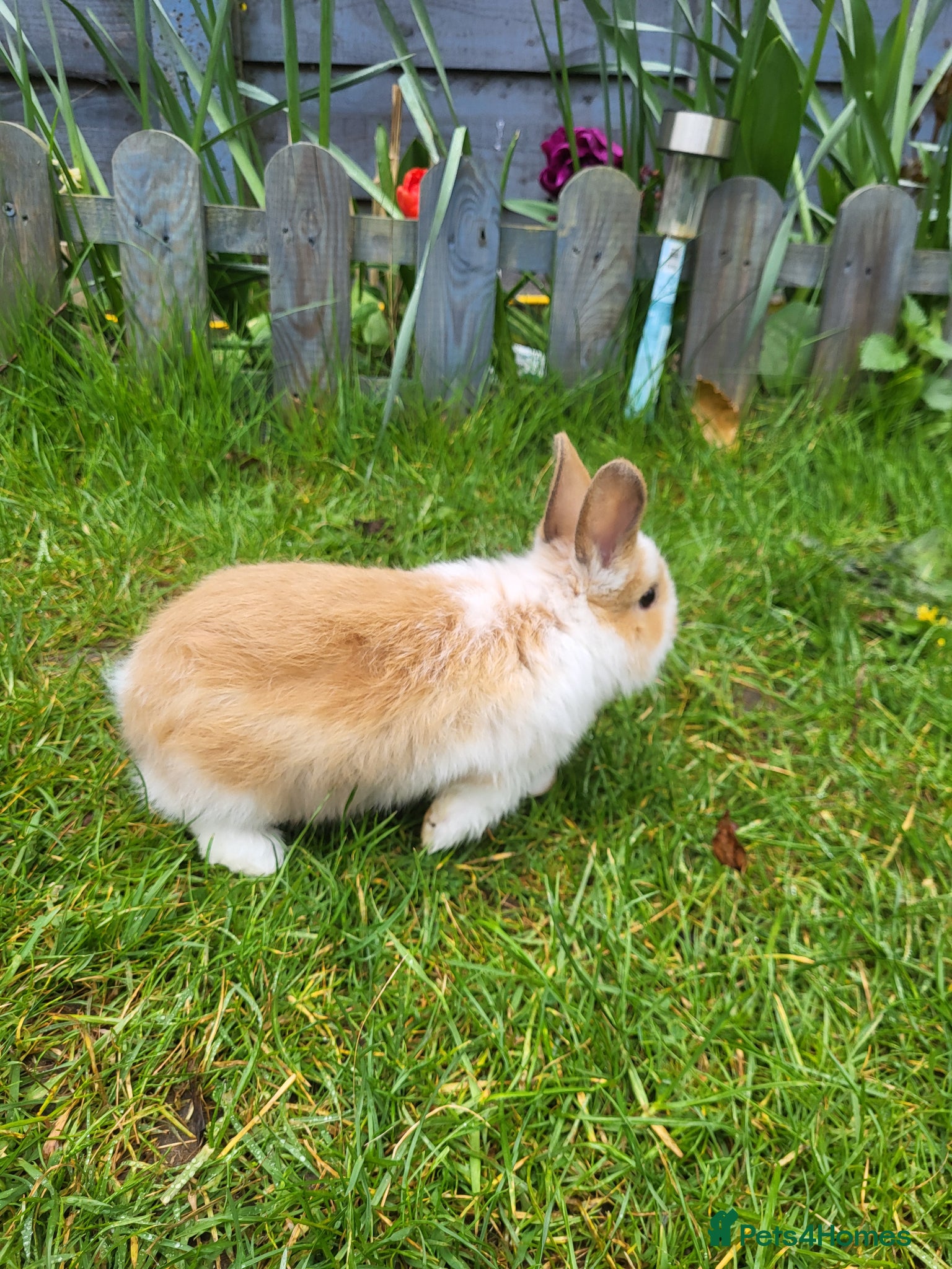 Netherland Dwarf rabbits  little bunny girl ready for new home  - Advert 4