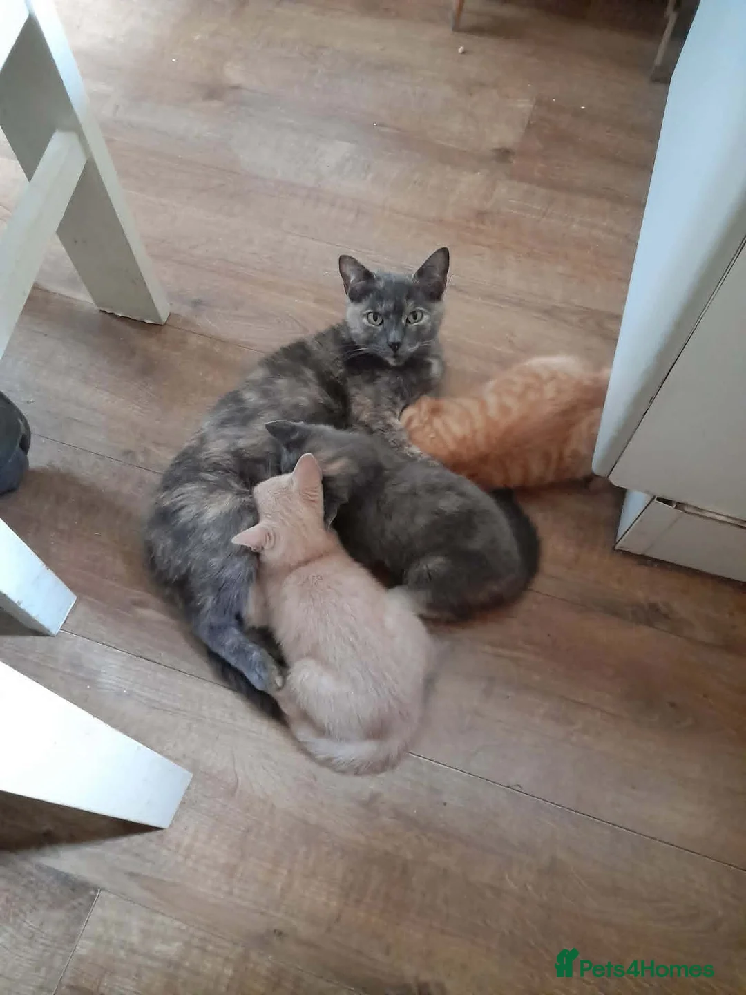 Mixed Breed cats for sale: girl and boys - Advert 1