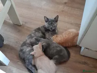 Mixed Breed cats girl and boys - Advert 1