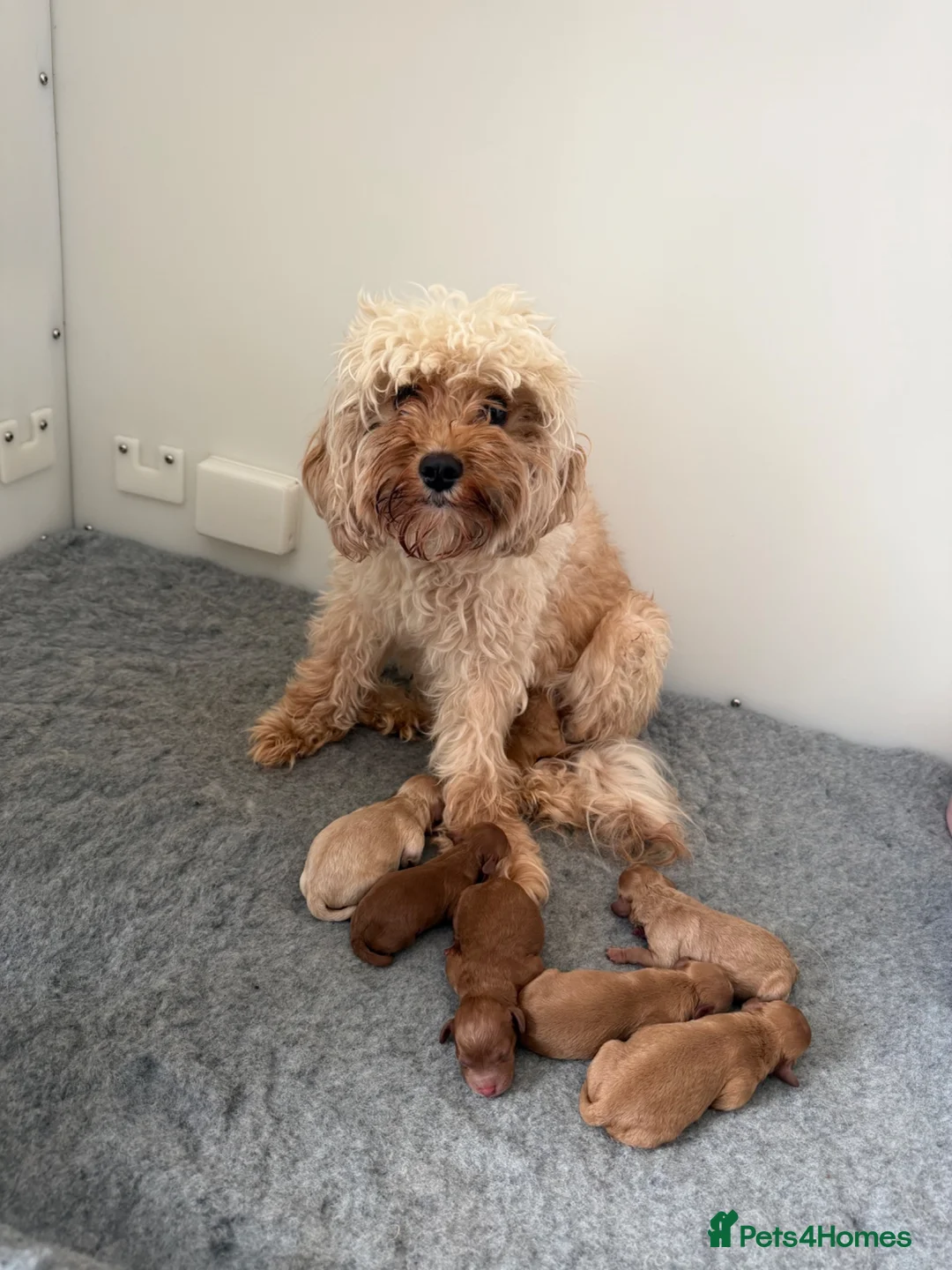 Cavapoo dogs for sale: F1B Cavapoo Puppies  in London - Advert 2