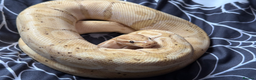 Snake reptiles for sale: Snakes For Rehome - Advert 3