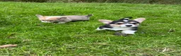Welsh Corgi Pembroke dogs for sale: Beautiful Natural Bob Tail Pembrokeshire Pups - Advert 11