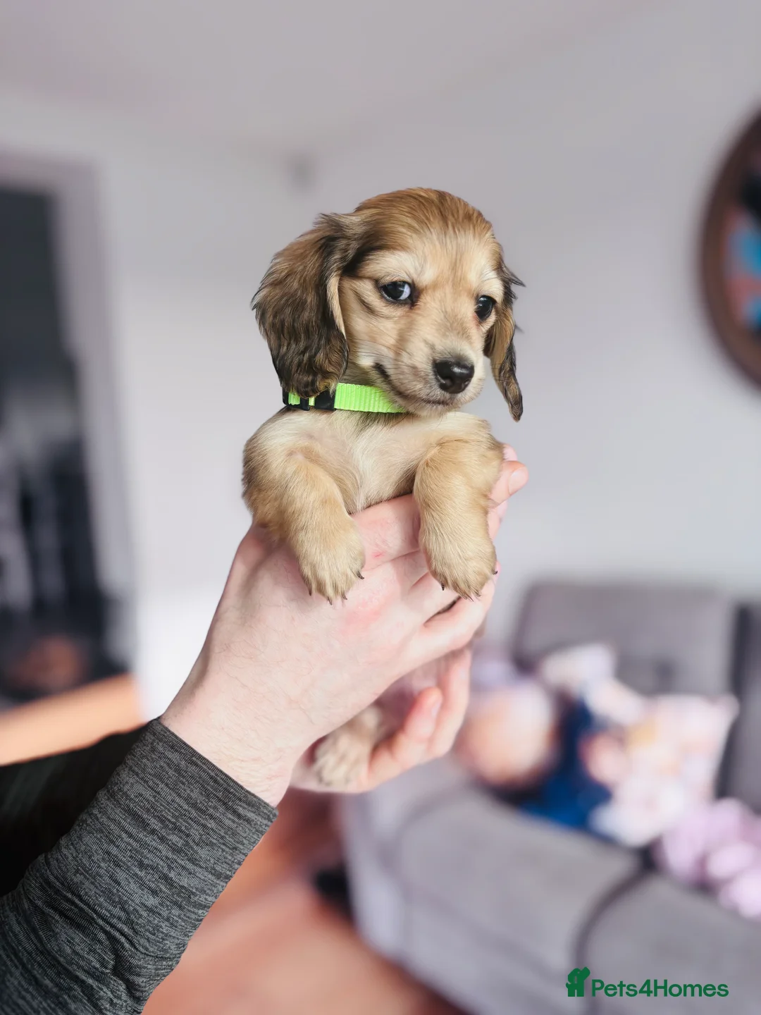 Miniature Dachshund dogs for sale: Dachshund miniature longhaired - Advert 7