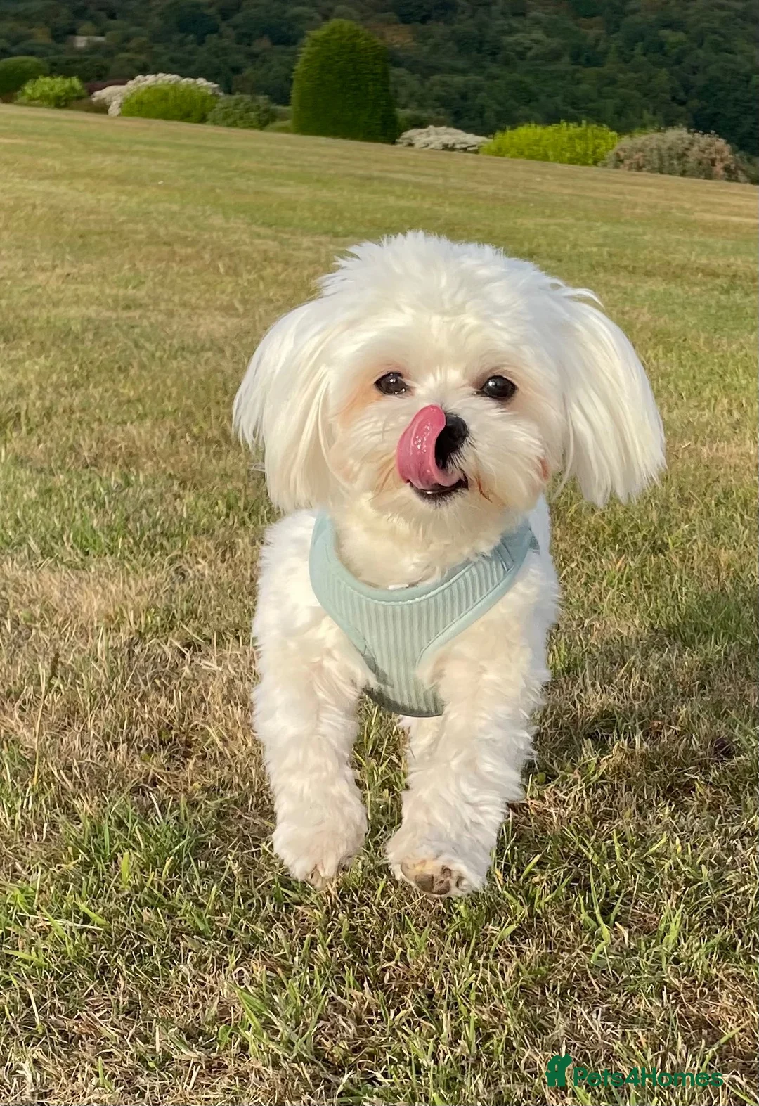 Maltese dogs for sale: Maltese in Lincoln - Advert 3