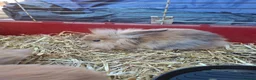 Mixed Breed rabbits for sale: Baby rabbits in Mansfield - Advert 3