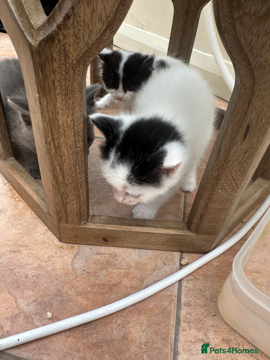 Mixed Breed cats for sale: Ragdoll cross - Image 15