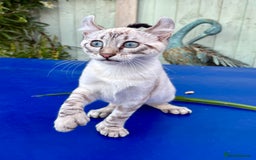 Savannah cats for sale: Superb polydactyl curled eared snow leopard  - Image 15
