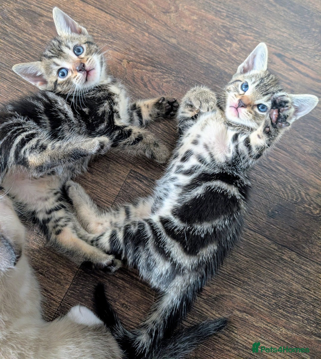 Mixed Breed cats for sale: 4 beautiful kittens looking for their forever home - Image 6