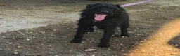 Patterdale Terrier dogs for sale: Patterdale Adult Females - Advert 2