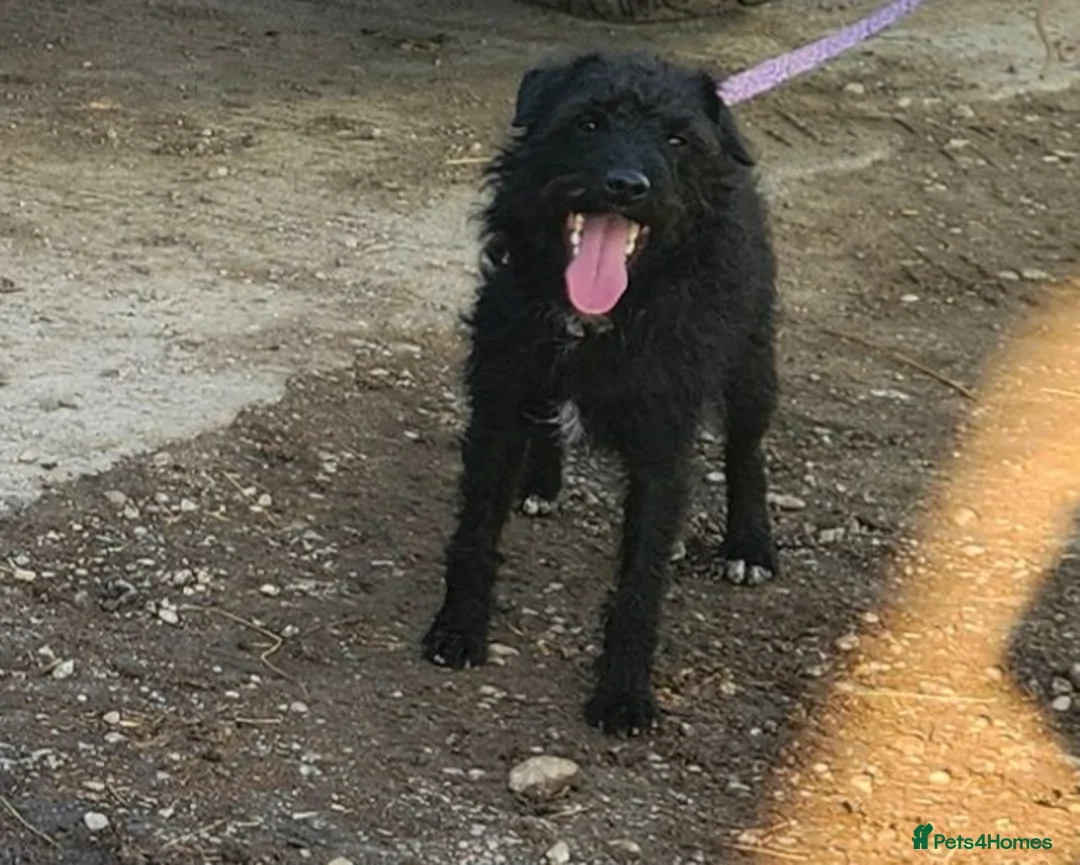 Patterdale Terrier dogs for sale: Patterdale Adult Females - Advert 2