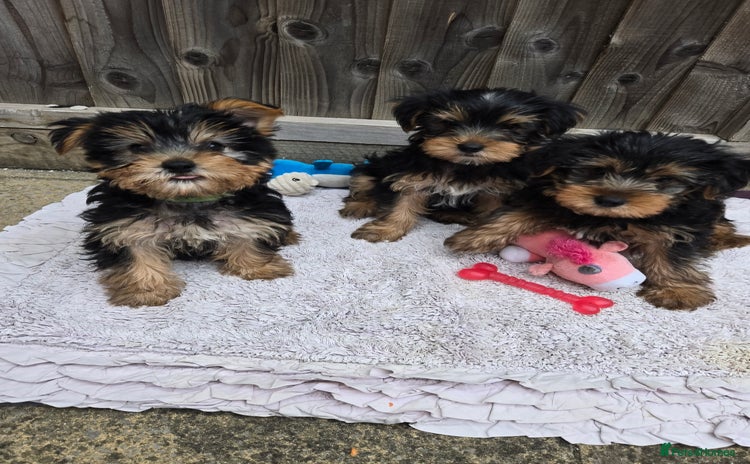 Yorkshire Terrier dogs - Advert 6