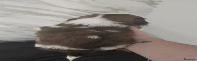Shih Tzu 2