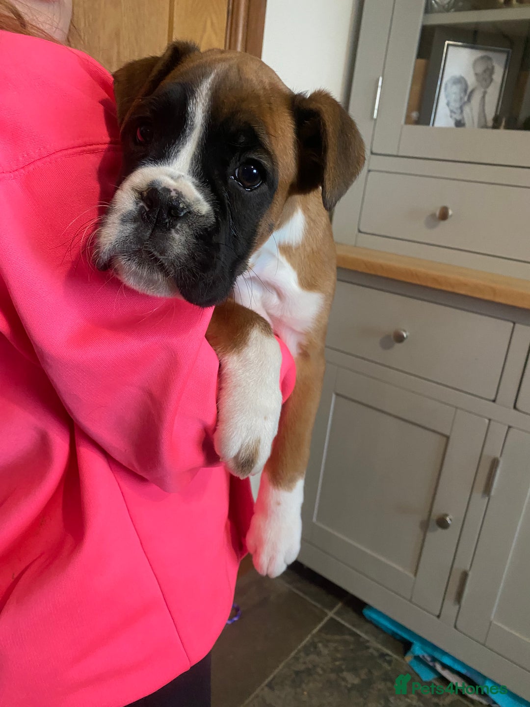 Boxer dogs for sale: 🌟 Beautiful Boxer Puppies for Sale 🌟 - Advert 2