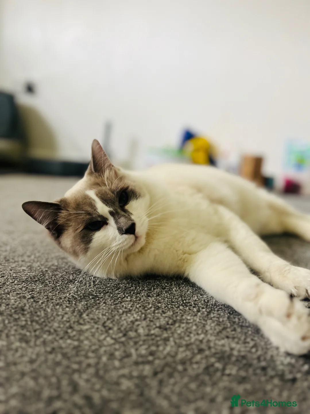 Ragdoll cats for sale: Ragdoll Beautiful Cat - Advert 2