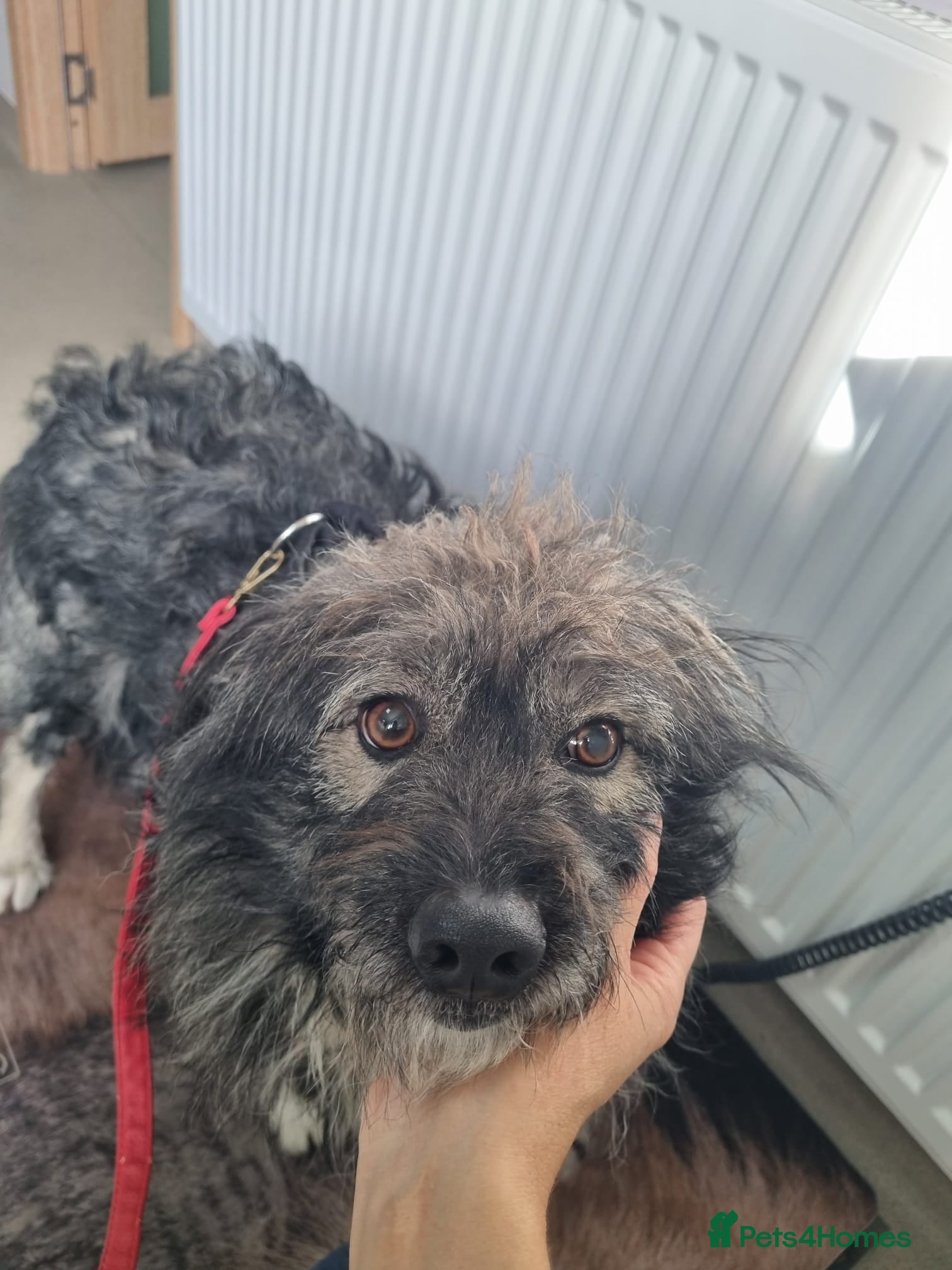 Mixed Breed dogs STORMY – s Superb young boy for a Loving Home - Advert 13