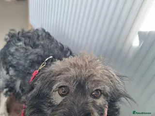 Mixed Breed dogs STORMY – s Superb young boy for a Loving Home - Advert 13