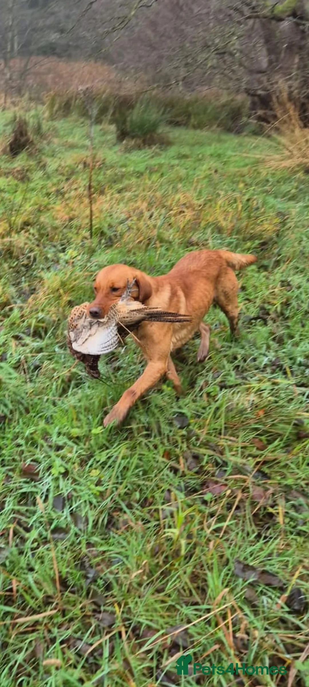 Labrador Retriever dogs for stud: Proven KC Fox Red Labrador Retriever  - Advert 3