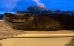 Mixed Breed cats for sale: Beautiful long head grey female cat - Image 2