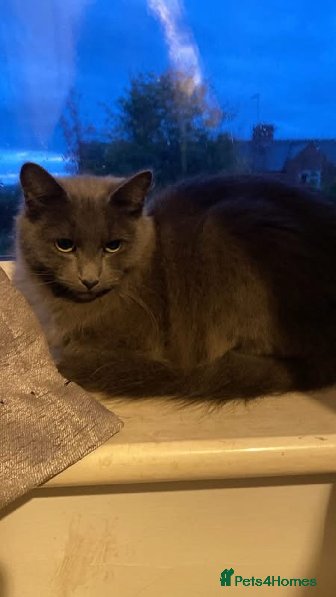 Mixed Breed cats for sale: Beautiful long head grey female cat - Image 2