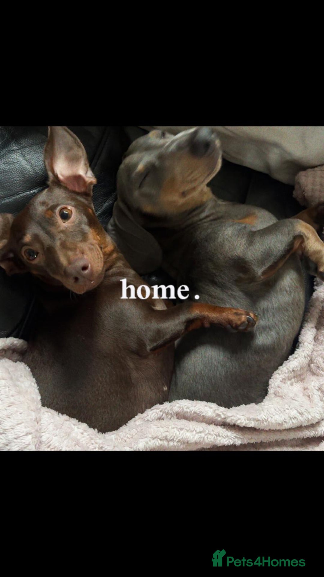 Miniature Dachshund dogs for stud: Miniature daschund stud  - Image 4