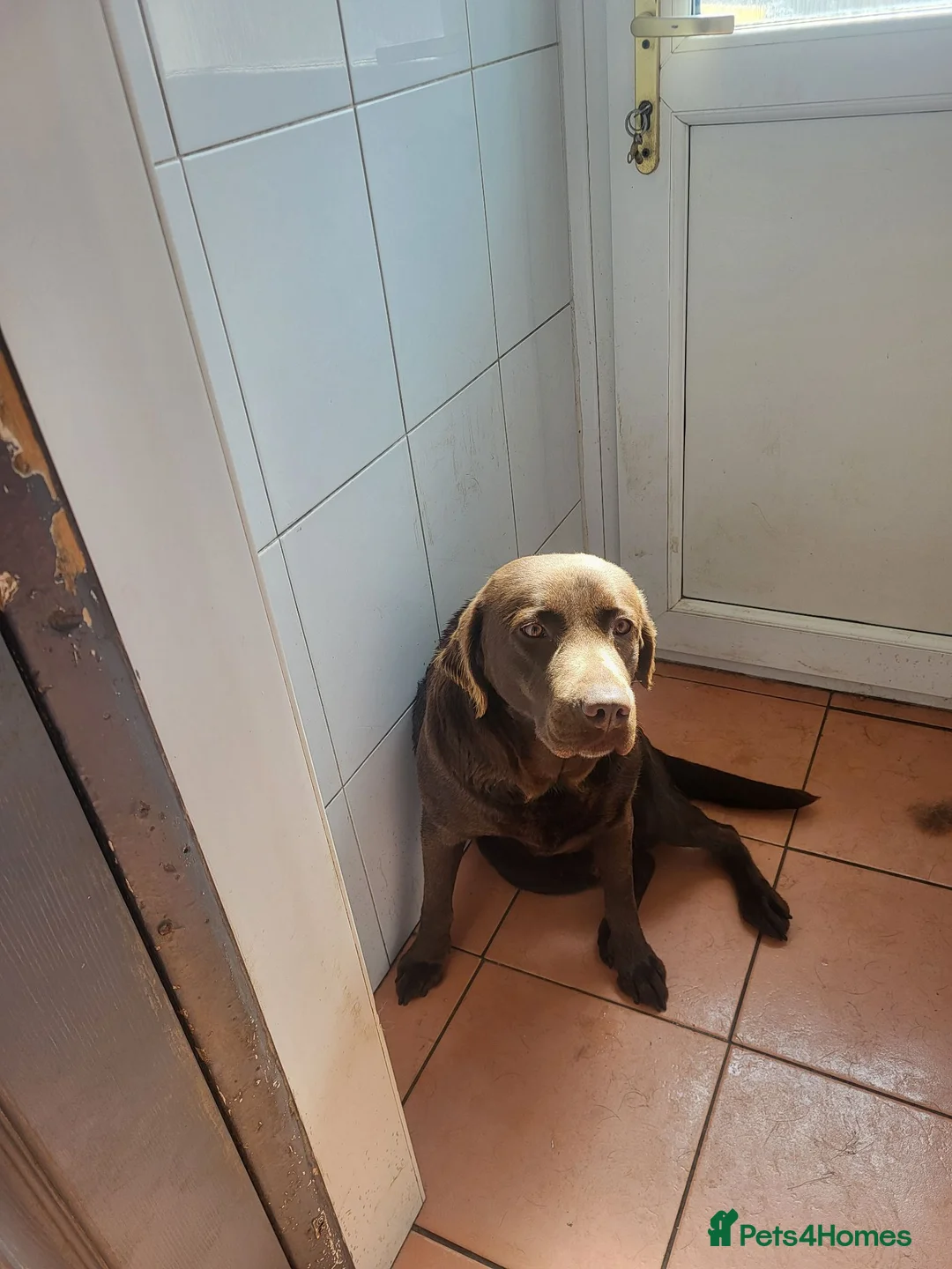Labrador Retriever dogs for sale: Bella chocolate Labrador bitch . - Advert 1