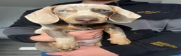 Dachshund dogs for sale: Isabella miniature - Home Raised – Ready Now  - Advert 4