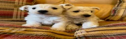 West Highland Terrier dogs for sale: Cute & Bouncy Westie Babes  - Advert 16