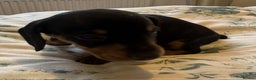 Miniature Dachshund dogs for sale: Miniature Dachshund Puppies ready to go 3/12/25 - Advert 17