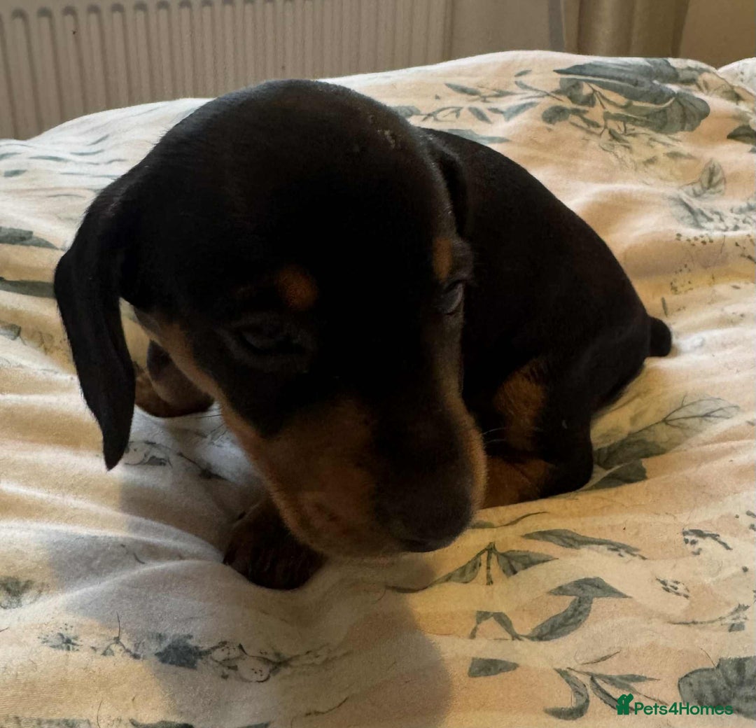 Miniature Dachshund dogs for sale: Miniature Dachshund Puppies ready to go 3/12/25 - Advert 17