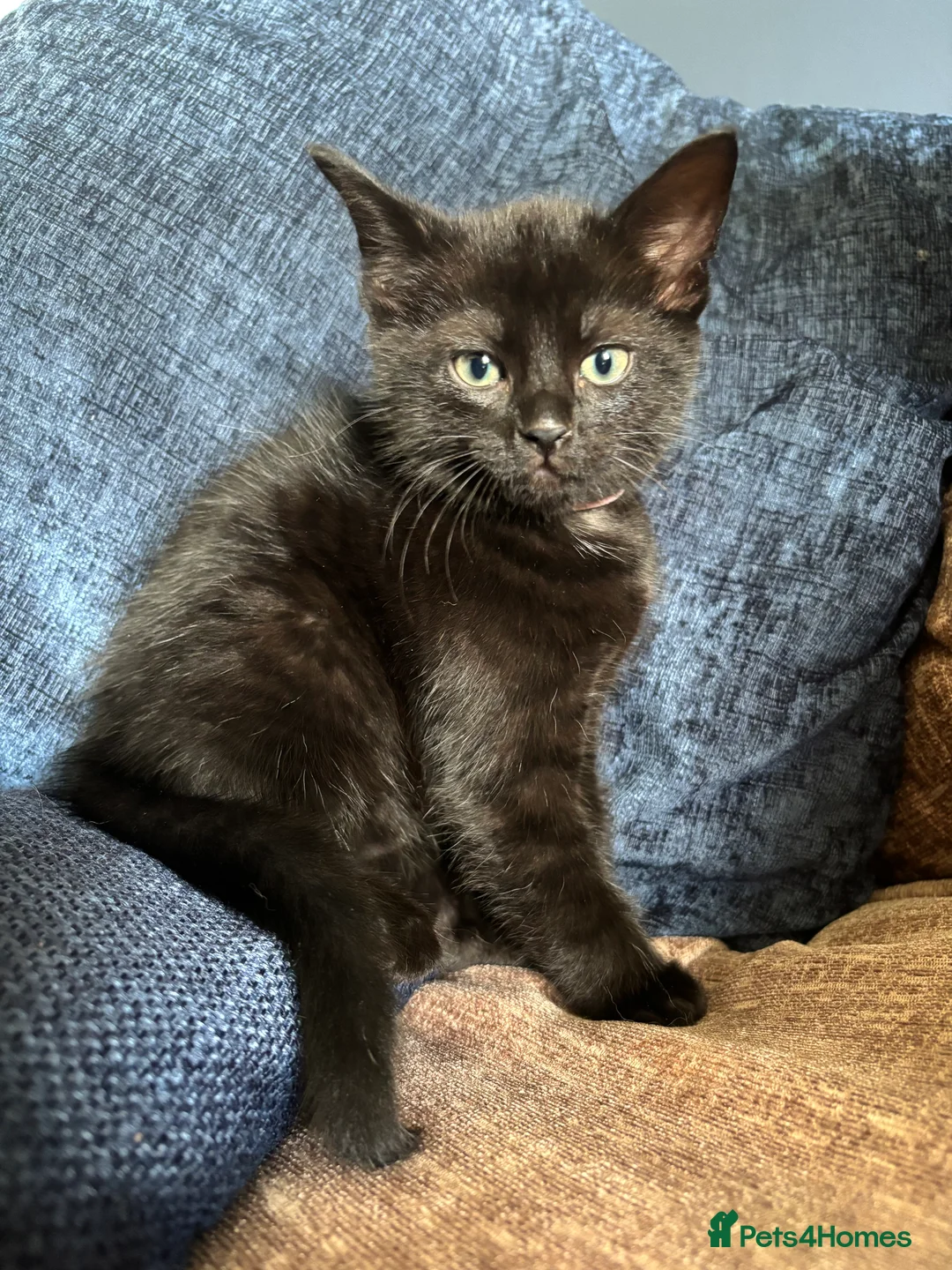 Bombay cats for sale: Adorable Bombay Kitten in Camberley - Advert 2