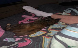 Persian cats for sale: Kitten tortoise shell  - Image 2