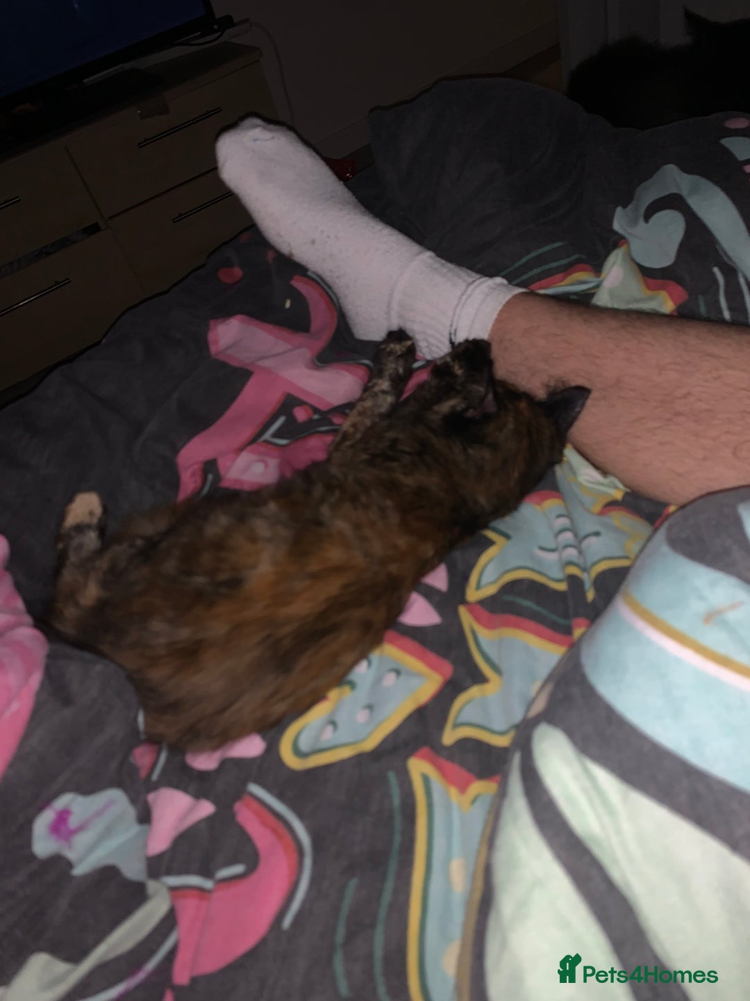 Persian cats for sale: Kitten tortoise shell  - Image 2