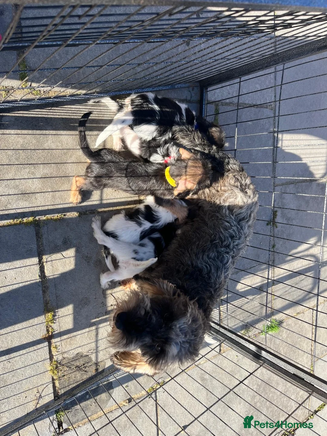 Jackshund dogs for sale: Bundles of cuteness! in Fareham - Advert 1