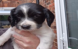 Sprocker dogs for sale: Sprocker F1  - Image 14
