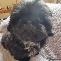 Shih Tzu dogs Dob 3/09/25 Kc 10 weeks old very tiny babies boys - Advert 1