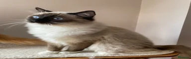 Ragdoll Kitten 1