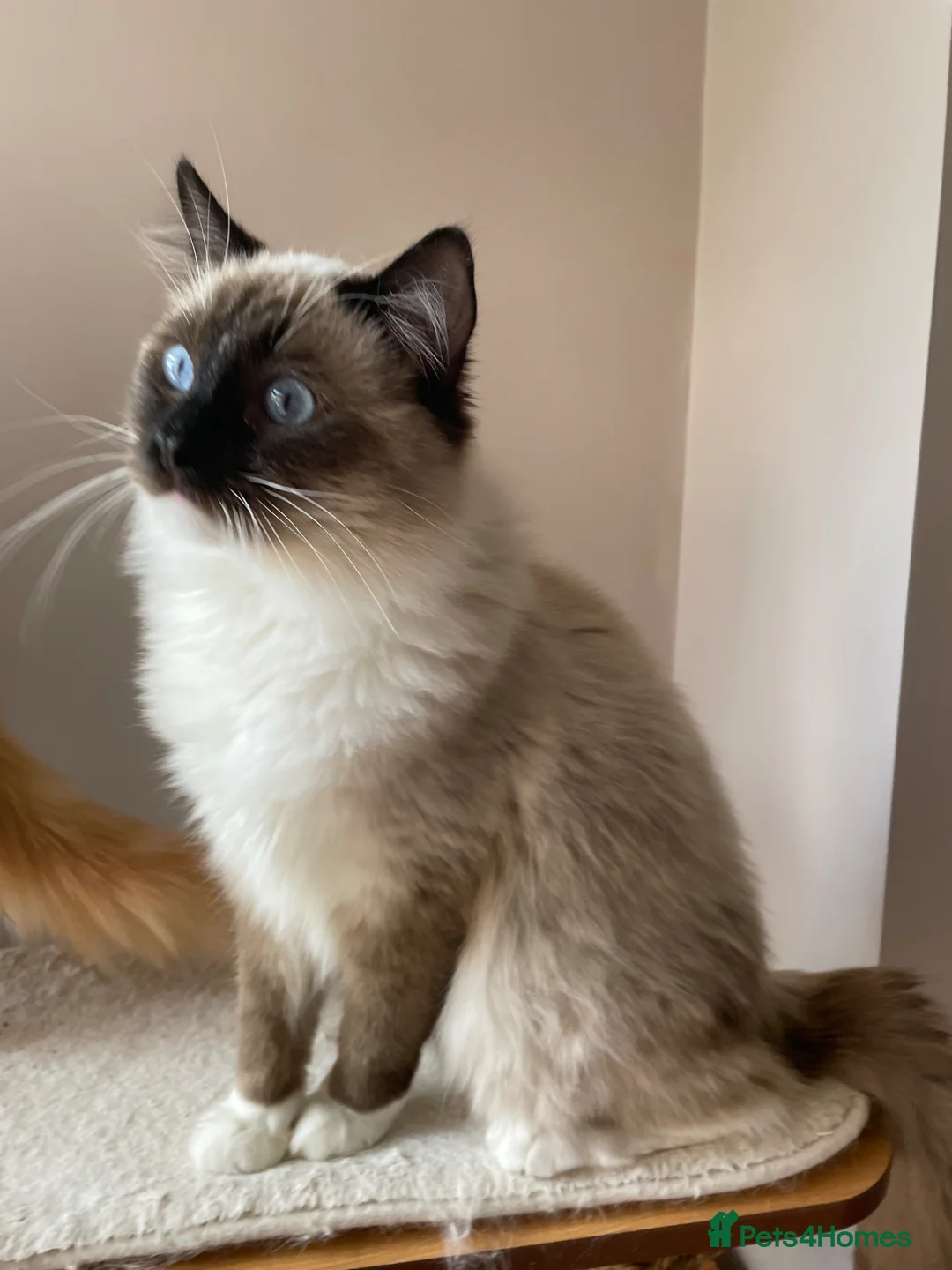 Ragdoll cats for sale: GCCF registered Ragdolls - Advert 29