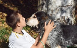 Grand Bleu De Gascogne dogs for adoption: Thor  - Image 10