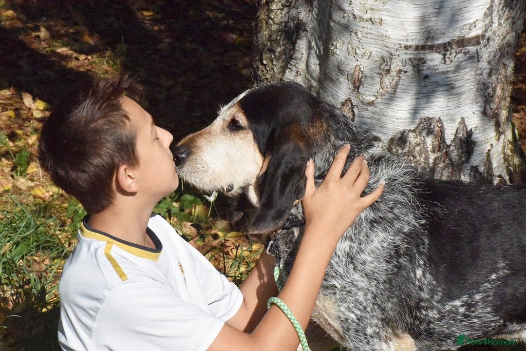 Grand Bleu De Gascogne dogs for adoption: Thor  - Image 10