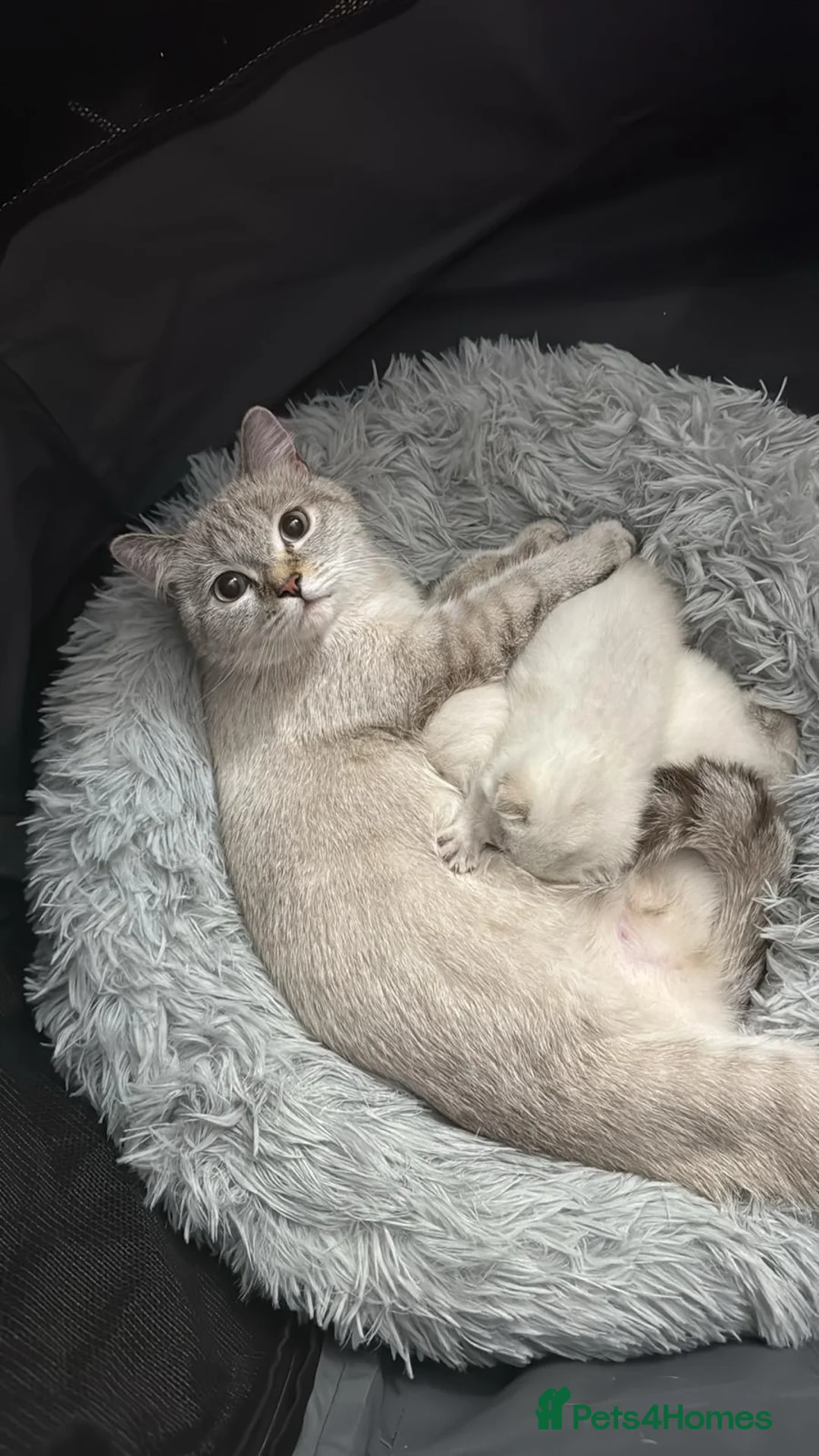 Scottish Fold cats for sale: Playful and Energetic kittens  - Advert 11